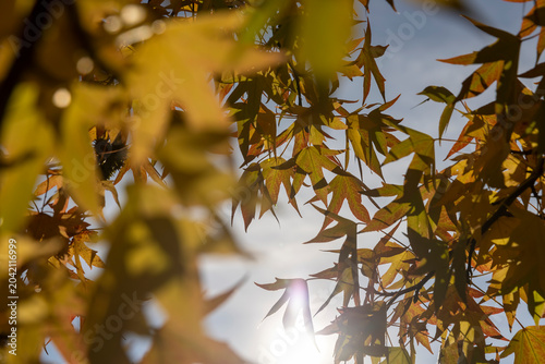 the details of the red maple foliage during leaf fall in sunny weather