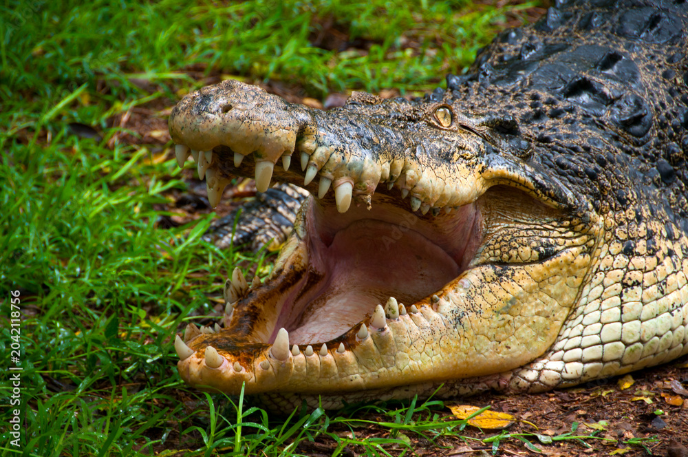 Obraz premium Close up of a crocodile