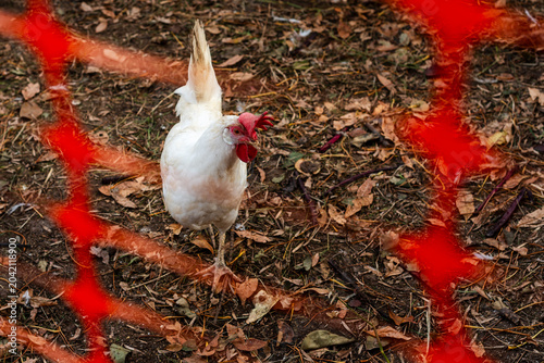 Obraz na płótnie White Leghorn Chickens and Rooster Walking in a Rural Backyard Coop