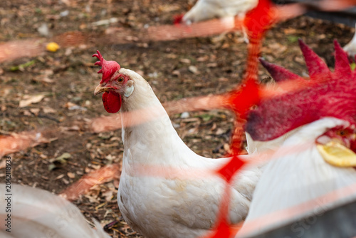 Tableau sur toile White Leghorn Chickens and Rooster Walking in a Rural Backyard Coop