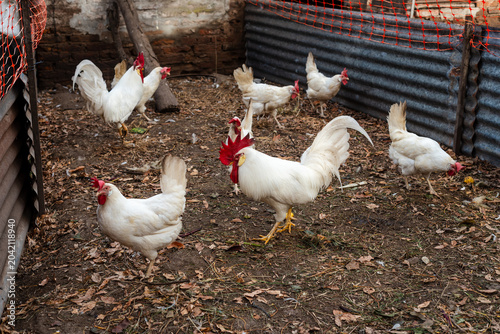 Obraz na płótnie White Leghorn Chickens and Rooster Walking in a Rural Backyard Coop