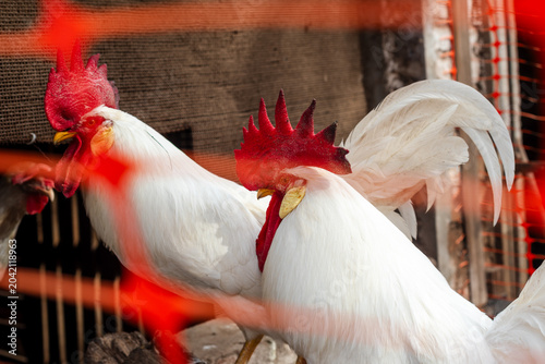 Foto White Leghorn Chickens and Rooster Walking in a Rural Backyard Coop