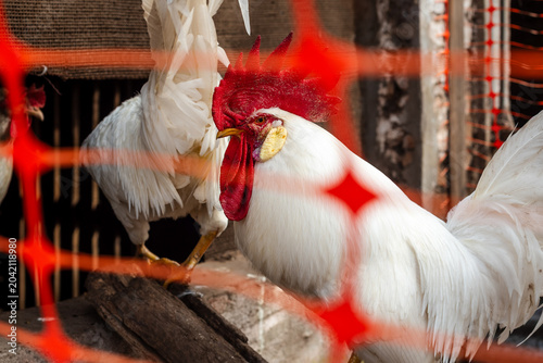 Billede på lærred White Leghorn Chickens and Rooster Walking in a Rural Backyard Coop