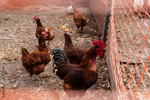 Photography Rhode Island Red Rooster and Hens in a Backyard Farm Enclosure
