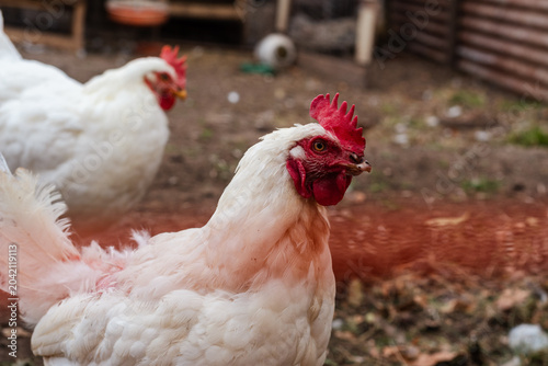 Photos White Leghorn Chickens and Rooster Walking in a Rural Backyard Coop