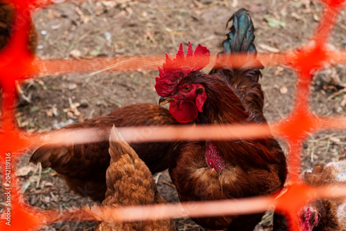 Canvas Print Rhode Island Red Rooster and Hens in a Backyard Farm Enclosure