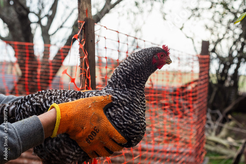 Schilderij op canvas Farmer Holding a Barred Plymouth Rock Chicken with Protective Work Gloves in a B