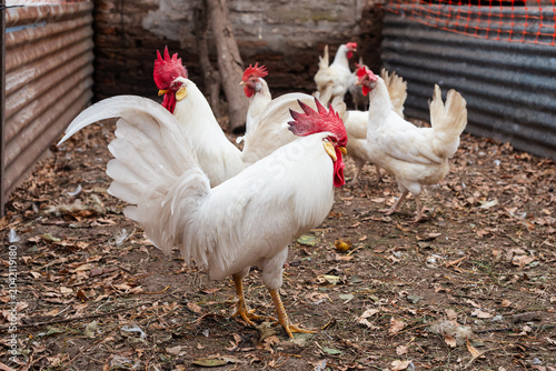 Foto White Leghorn Chickens and Rooster Walking in a Rural Backyard Coop