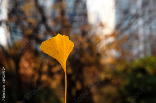Yellow leaves of a Ginkgo tree isolate on white background.