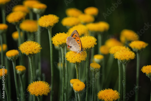 Canvastavla Papillon cuivré commun