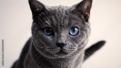 Mesmerizing close-up of a Russian Blue cat with striking blue eyes resting calmly, against a bright background