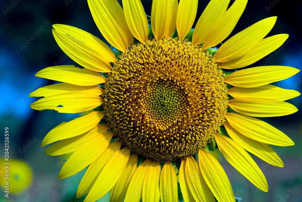 Naklejka premium Beautiful sunflower on a sunny day