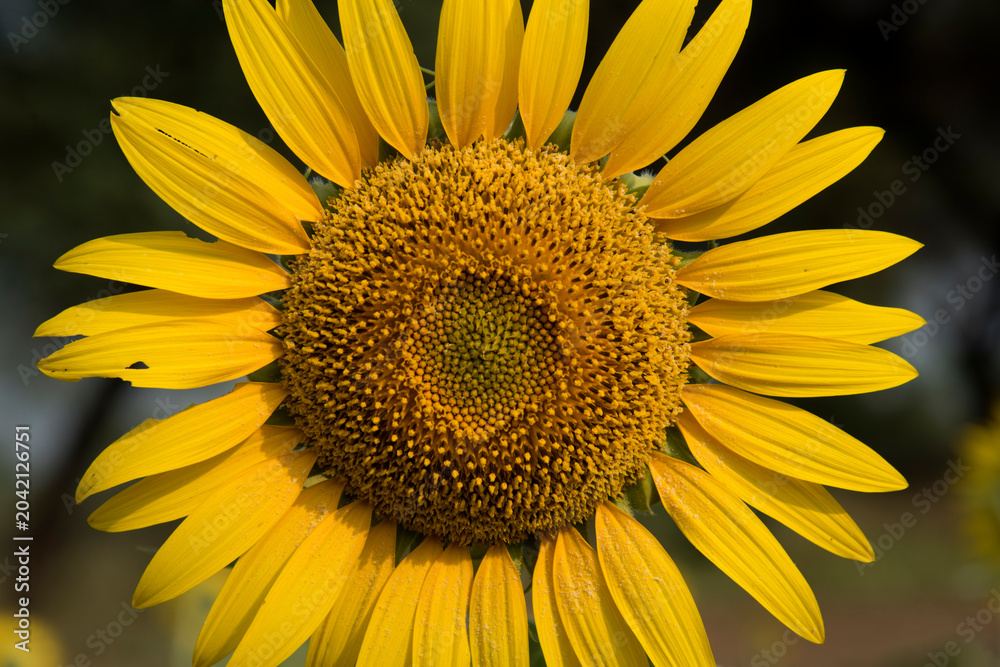 Naklejka premium Beautiful sunflower on a sunny day