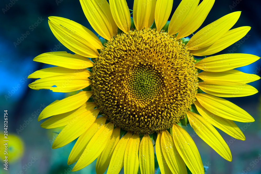 Obraz premium Beautiful sunflower on a sunny day