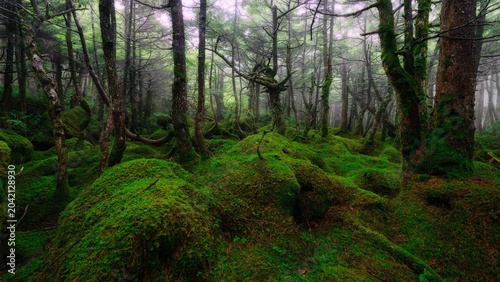 Fotografie Enchanted Green Woodland with Dense Moss Covered Ground and Twisted Tree Trunks