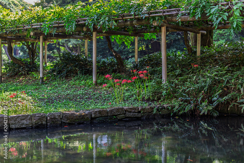Tableau sur toile Red spider lilies blooming under the wisteria trellis at Koishikawa Korakuen Gar