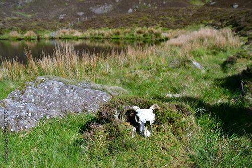 Sheep skull with horns in Nire Valley, Comeragh Mountains, County Waterford, Ireland