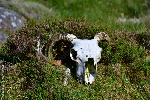 Fotografie Sheep skull with horns in Nire Valley, Comeragh Mountains, County Waterford, Ire