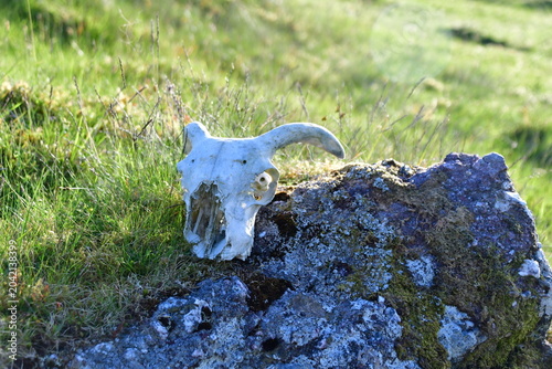 Sheep skull with horns in Nire Valley, Comeragh Mountains, County Waterford, Ireland