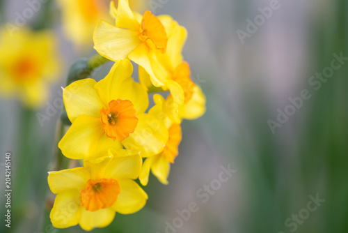 Close up of bright yellow daffodils with orange centers in soft focus green background spring bloom