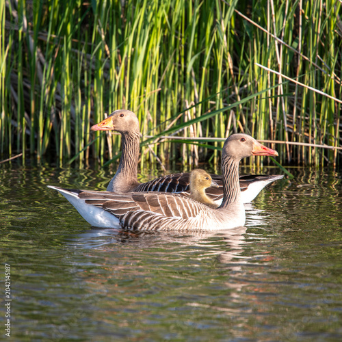 Two Adult Geese And A Gosling Swim Together In A Calm Lake Surrounded By Green Reeds In The Sunlight