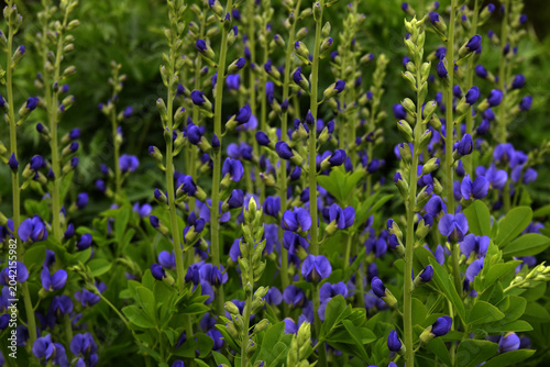 Blaue Färberhülse