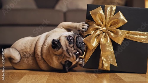 Puppy tugging hard on a large gold ribbon bow on a black gift box, mp4 video. AI