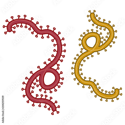 Vector illustration of the Ebola virus icon. vector illustration of medical microorganisms.
