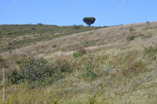 Großer Kakteenbaum am Horizont in der Serengeti