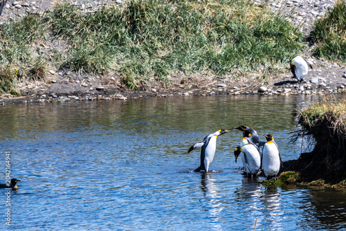 Foto Outdoor scene depicting a King Penguin - Aptenodytes patagonicus- colony on Tierra de Fuego, in Southern Chile
