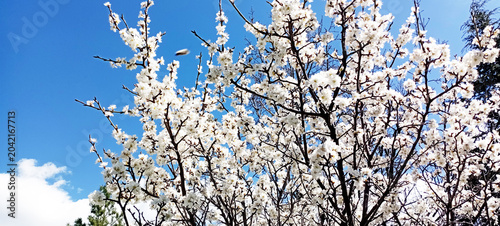 A beautiful spring tree blossoms against a blue sky. Plum tree blossoms. Spring design. Apple branch opening in a spring garden. Easter banner. Spring flowers cause allergies.