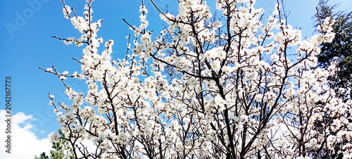 A beautiful spring tree blossoms against a blue sky. Plum tree blossoms. Spring design. Apple branch opening in a spring garden. Easter banner. Spring flowers cause allergies.