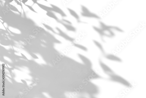Fotografie shadow overlay effects of abstract natural tree leaves shadow on wall background