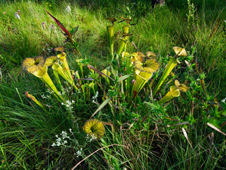 Pitcher plants in the Green Swamp Preserve, North Carolina