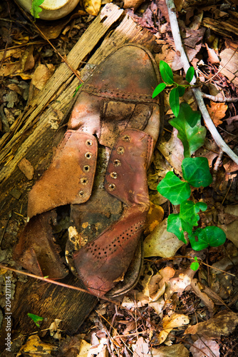 An old leather boot in the ground alongside green vines