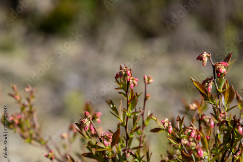 Bild auf Leinwand Wild Lowbush Blueberry Branches with Pink Spring Buds and Copy Space