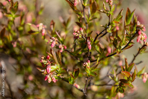 Foto Wild Lowbush Blueberry Blossoms Emerging in Spring Sunshine