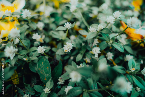 A flowering plant that grows wild is called 