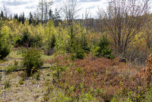 Obraz na płótnie Wild Lowbush Blueberry Patch in Spring Woodland Clearing, Cape Breton Nova Scoti