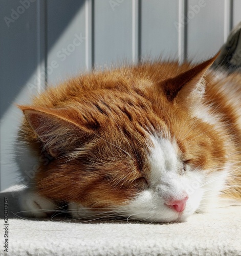 Fotografie Close up portrait of a cute ginger and white cat sleeping peacefully in natural light