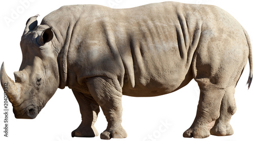 Foto rhino png, rhinoceros PNG on Transparent background