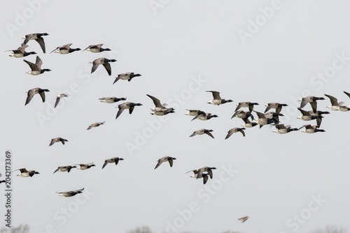 Quadro em tela Flock of Pale-bellied Brent Geese, Bull Island Dublin