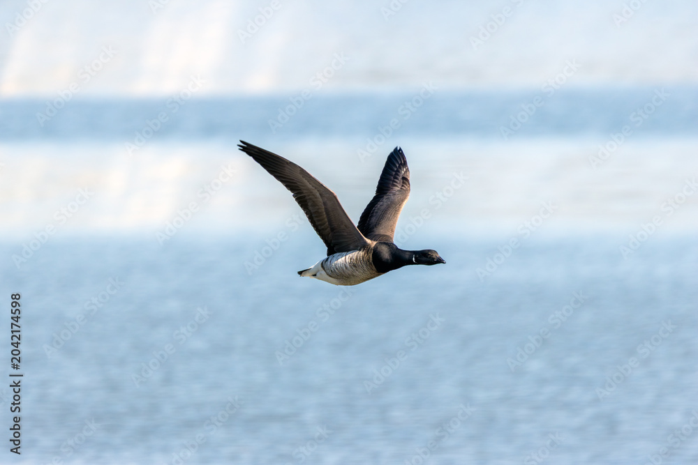 Naklejka premium Brent Goose Flying Over the Sea
