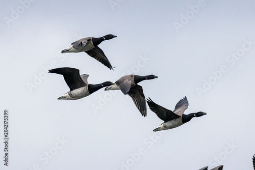 Cuadro en lienzo Four Brent Geese in Flight