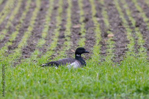 Bild auf Leinwand Brent Goose Resting in a Field