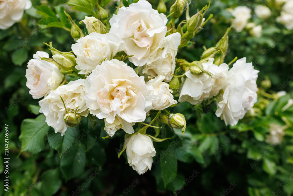Fototapeta premium Cluster of white shrub roses blooming in landscaped garden