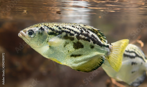 Close-up view of a Clouded Archerfish (Toxotes blythii)