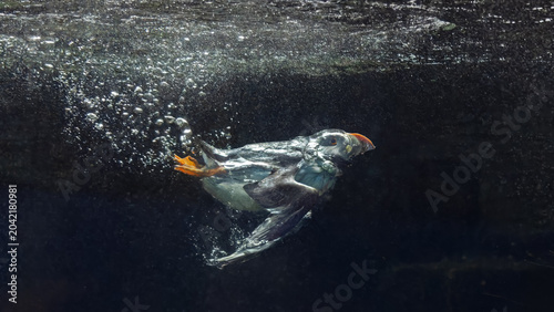 Underwater Close-up view of an diving Atlantic Puffin (Fratercula arctica)
