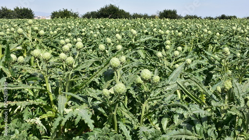 growing of globe artichoke in region of town Cartagena in Spain