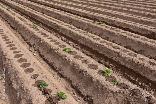 irrigation of potato plants here near town Cartagena in Spain